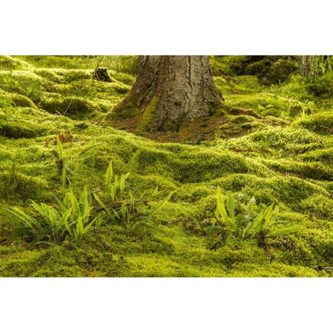 Europe, Scotland, Cairngorm NP Forest ferns Black Modern Wood Framed Art Print by Illg, Cathy and Gordon