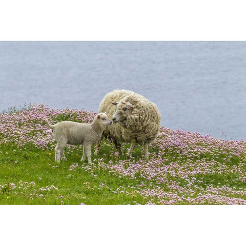 Scotland, Shetland Islands Ewe mother and lamb Black Modern Wood Framed Art Print with Double Matting by Illg, Cathy and Gordon