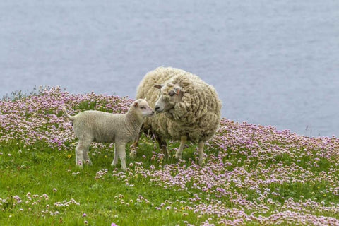 Scotland, Shetland Islands Ewe mother and lamb Black Ornate Wood Framed Art Print with Double Matting by Illg, Cathy and Gordon