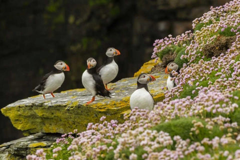 Scotland, Shetland Islands Atlantic puffins White Modern Wood Framed Art Print with Double Matting by Illg, Cathy and Gordon