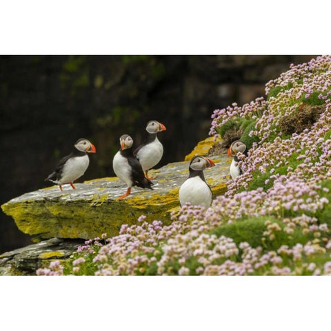 Scotland, Shetland Islands Atlantic puffins White Modern Wood Framed Art Print by Illg, Cathy and Gordon