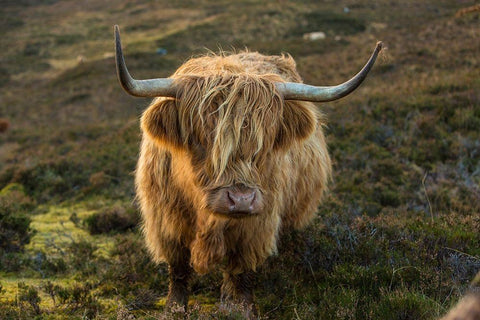 Scotland-The Isle of Skye Close-up of highland cow Black Ornate Wood Framed Art Print with Double Matting by Jaynes Gallery