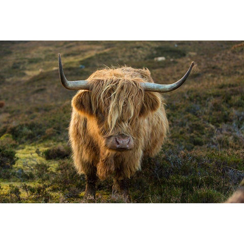 Scotland-The Isle of Skye Close-up of highland cow White Modern Wood Framed Art Print by Jaynes Gallery