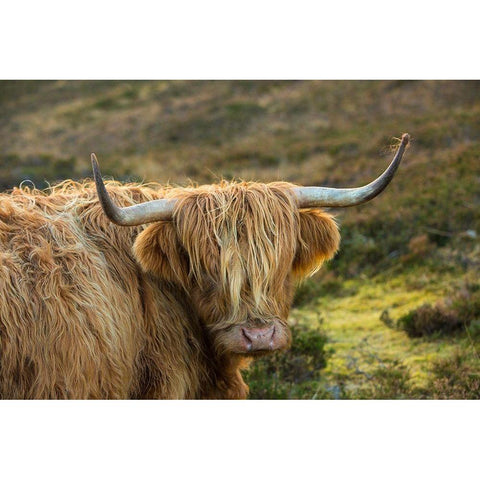 Scotland-The Isle of Skye Close-up of highland cow Black Modern Wood Framed Art Print with Double Matting by Jaynes Gallery