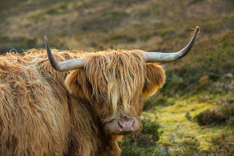 Scotland-The Isle of Skye Close-up of highland cow Black Ornate Wood Framed Art Print with Double Matting by Jaynes Gallery