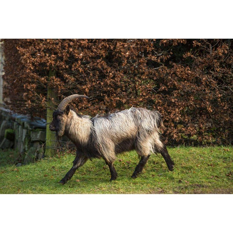 Scotland Dutch landrace goat walking Black Modern Wood Framed Art Print by Jaynes Gallery