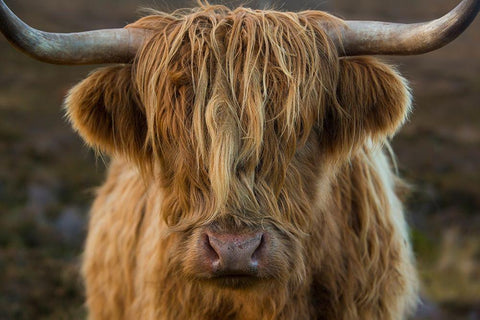 Scotland-The Isle of Skye Close-up of highland cow Black Ornate Wood Framed Art Print with Double Matting by Jaynes Gallery