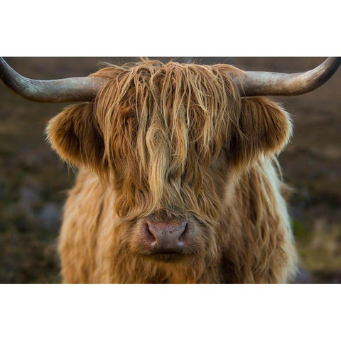 Scotland-The Isle of Skye Close-up of highland cow Gold Ornate Wood Framed Art Print with Double Matting by Jaynes Gallery