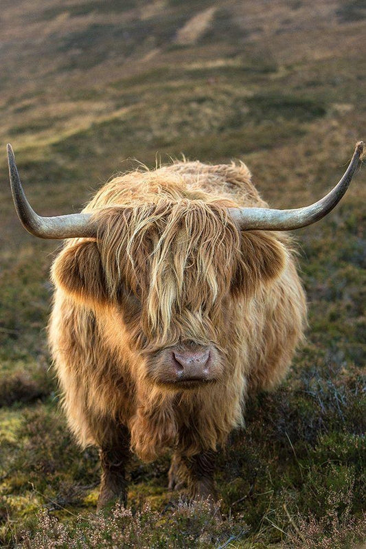 Image Only