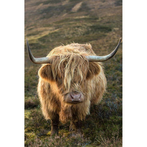 Scotland-The Isle of Skye Close-up of highland cow Black Modern Wood Framed Art Print with Double Matting by Jaynes Gallery