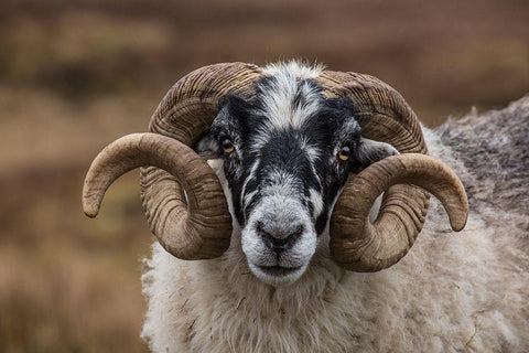 Scotland Scottish black-faced sheep head close-up White Modern Wood Framed Art Print with Double Matting by Jaynes Gallery