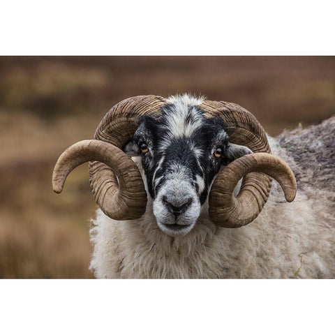 Scotland Scottish black-faced sheep head close-up Gold Ornate Wood Framed Art Print with Double Matting by Jaynes Gallery