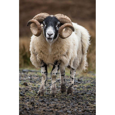 Scotland Scottish black-faced sheep close-up Black Modern Wood Framed Art Print with Double Matting by Jaynes Gallery