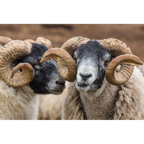 Scotland Scottish black-faced sheep close-up Black Modern Wood Framed Art Print with Double Matting by Jaynes Gallery