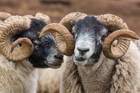 Scotland Scottish black-faced sheep close-up Black Ornate Wood Framed Art Print with Double Matting by Jaynes Gallery