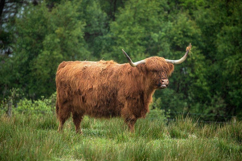 Scotland-The Isle of Skye Close-up of highland cow Black Ornate Wood Framed Art Print with Double Matting by Jaynes Gallery