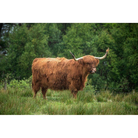 Scotland-The Isle of Skye Close-up of highland cow White Modern Wood Framed Art Print by Jaynes Gallery