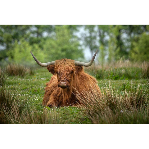 Scotland-The Isle of Skye Close-up of highland cow White Modern Wood Framed Art Print by Jaynes Gallery