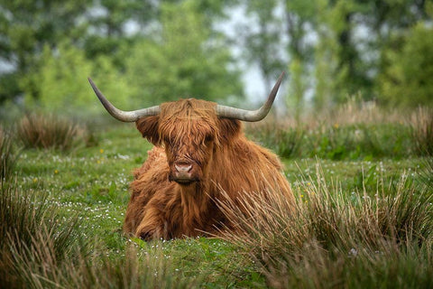 Scotland-The Isle of Skye Close-up of highland cow Black Ornate Wood Framed Art Print with Double Matting by Jaynes Gallery