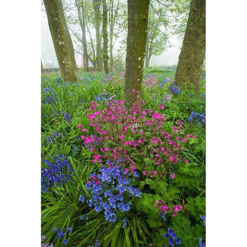 Scotland Wildflower scenic Black Modern Wood Framed Art Print by Jaynes Gallery