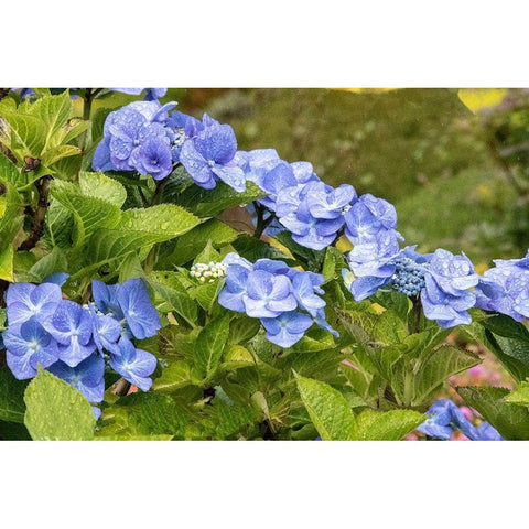 Hydrangea growing in the gardens of Dunvegan Castle in northern Isle of Skye White Modern Wood Framed Art Print by Ostrowitz, Mallorie