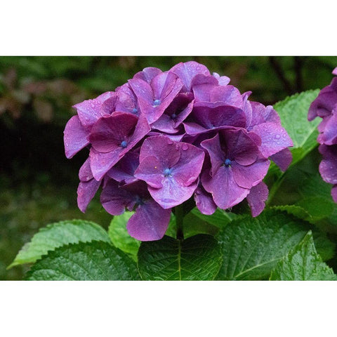 Big leaf hydrangea growing in the gardens of Dunvegan Castle in northern Isle of Skye Black Modern Wood Framed Art Print with Double Matting by Ostrowitz, Mallorie