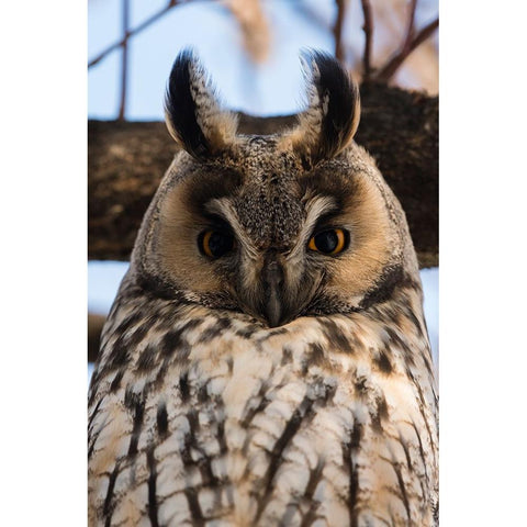 Long-eared owl-Asio otus-Kikinda-Serbia Black Modern Wood Framed Art Print by Pitamitz, Sergio