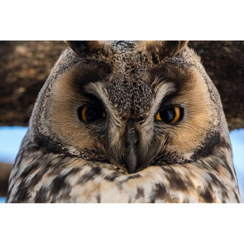 Long-eared owl-Asio otus-Kikinda-Serbia Gold Ornate Wood Framed Art Print with Double Matting by Pitamitz, Sergio