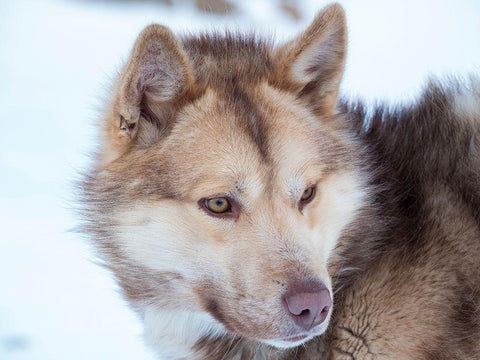 Sled dog during winter in Uummannaq in Greenland Dog teams are still draft animals White Modern Wood Framed Art Print with Double Matting by Zwick, Martin