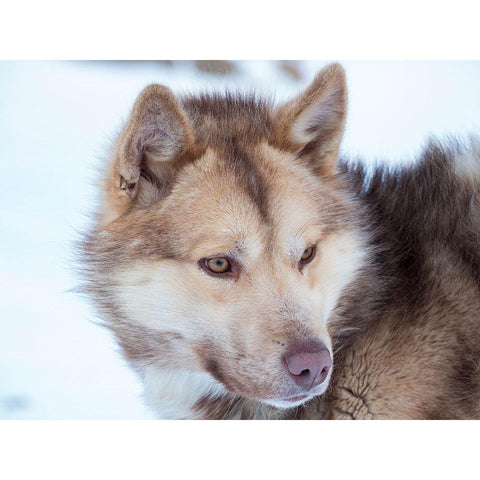 Sled dog during winter in Uummannaq in Greenland Dog teams are still draft animals Black Modern Wood Framed Art Print by Zwick, Martin