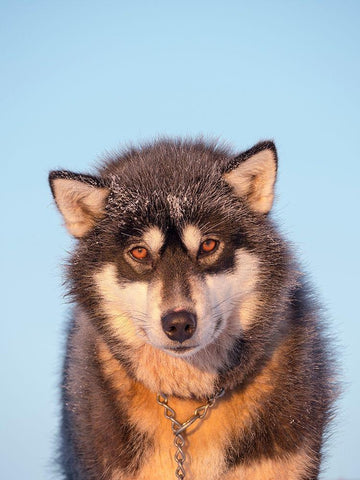 Sled dog during winter in Uummannaq in Greenland Dog teams are still draft animals Black Ornate Wood Framed Art Print with Double Matting by Zwick, Martin