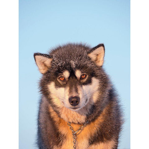 Sled dog during winter in Uummannaq in Greenland Dog teams are still draft animals Black Modern Wood Framed Art Print by Zwick, Martin