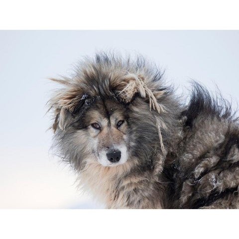 Sled dog during winter in Uummannaq in Greenland Dog teams are still draft animals Black Modern Wood Framed Art Print by Zwick, Martin