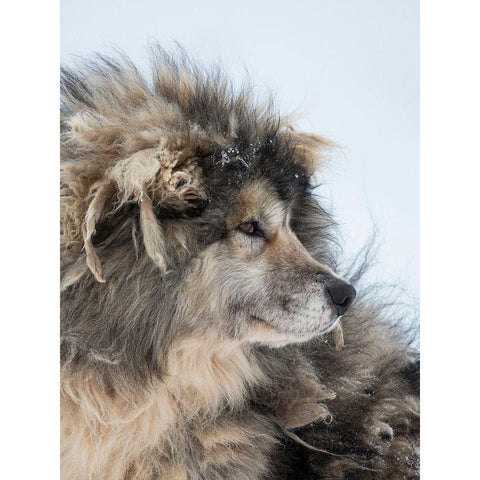 Sled dog during winter in Uummannaq in Greenland Dog teams are still draft animals Black Modern Wood Framed Art Print by Zwick, Martin