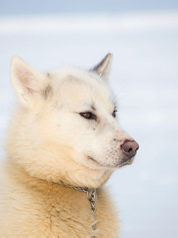 Sled dog during winter in Uummannaq in Greenland Dog teams are still draft animals Black Ornate Wood Framed Art Print with Double Matting by Zwick, Martin