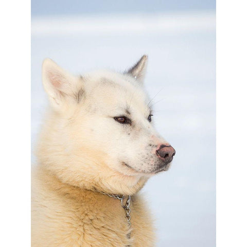 Sled dog during winter in Uummannaq in Greenland Dog teams are still draft animals Black Modern Wood Framed Art Print by Zwick, Martin