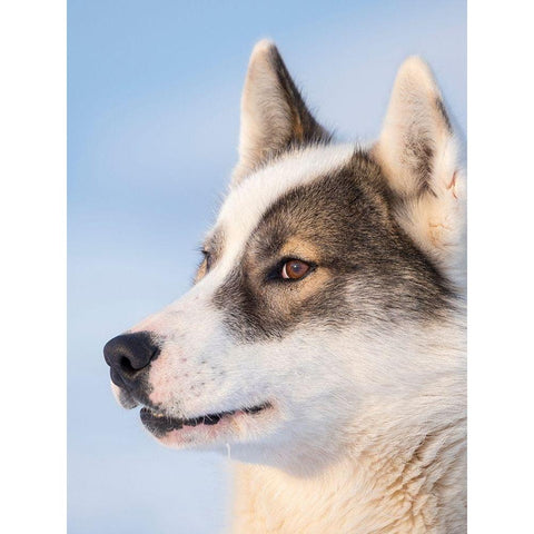 Sled dog during winter in Uummannaq in Greenland Dog teams are still draft animals Black Modern Wood Framed Art Print by Zwick, Martin