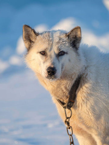 Sled dog during winter in Uummannaq in Greenland Dog teams are still draft animals White Modern Wood Framed Art Print with Double Matting by Zwick, Martin