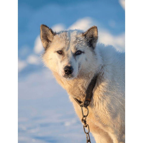 Sled dog during winter in Uummannaq in Greenland Dog teams are still draft animals Black Modern Wood Framed Art Print by Zwick, Martin