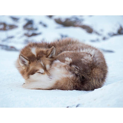 Sled dog during winter in Uummannaq in Greenland Dog teams are still draft animals Gold Ornate Wood Framed Art Print with Double Matting by Zwick, Martin
