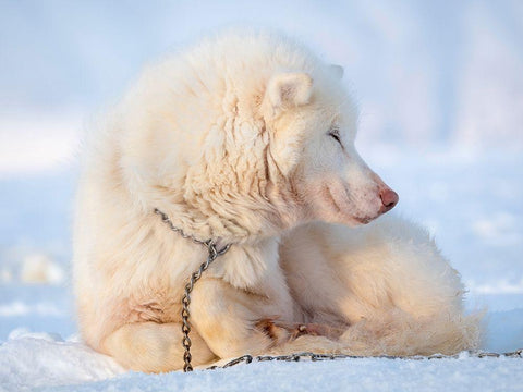 Sled dog during winter in Uummannaq in Greenland Dog teams are still draft animals White Modern Wood Framed Art Print with Double Matting by Zwick, Martin