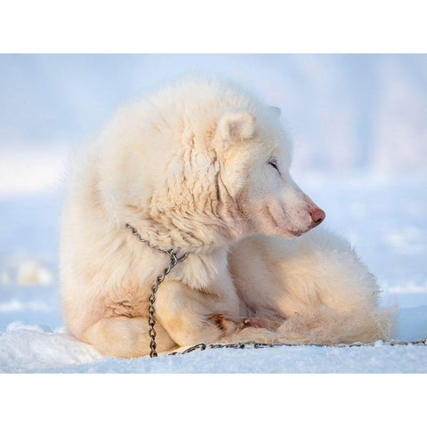 Sled dog during winter in Uummannaq in Greenland Dog teams are still draft animals Black Modern Wood Framed Art Print by Zwick, Martin