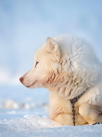 Sled dog during winter in Uummannaq in Greenland Dog teams are still draft animals Black Ornate Wood Framed Art Print with Double Matting by Zwick, Martin