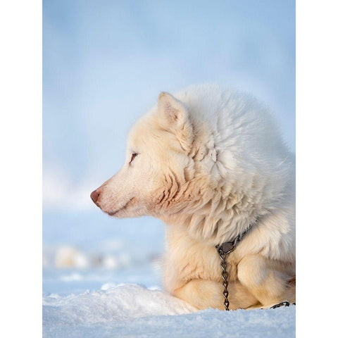 Sled dog during winter in Uummannaq in Greenland Dog teams are still draft animals Black Modern Wood Framed Art Print by Zwick, Martin