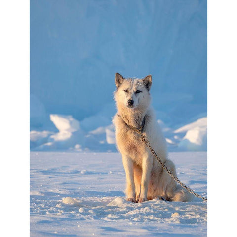 Sled dog during winter in Uummannaq in Greenland Dog teams are still draft animals Black Modern Wood Framed Art Print by Zwick, Martin