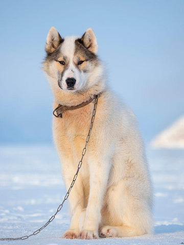 Sled dog during winter in Uummannaq in Greenland Dog teams are still draft animals Black Ornate Wood Framed Art Print with Double Matting by Zwick, Martin