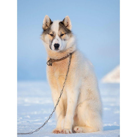 Sled dog during winter in Uummannaq in Greenland Dog teams are still draft animals Black Modern Wood Framed Art Print by Zwick, Martin