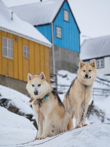 Sled dog during winter in Uummannaq in Greenland Dog teams are still draft animals Black Ornate Wood Framed Art Print with Double Matting by Zwick, Martin