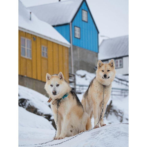 Sled dog during winter in Uummannaq in Greenland Dog teams are still draft animals Black Modern Wood Framed Art Print by Zwick, Martin