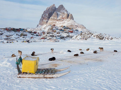 Team of sled dog during winter in Uummannaq in Greenland White Modern Wood Framed Art Print with Double Matting by Zwick, Martin